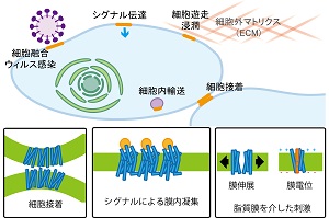 図2. 膜タンパク質の関わる細胞機能