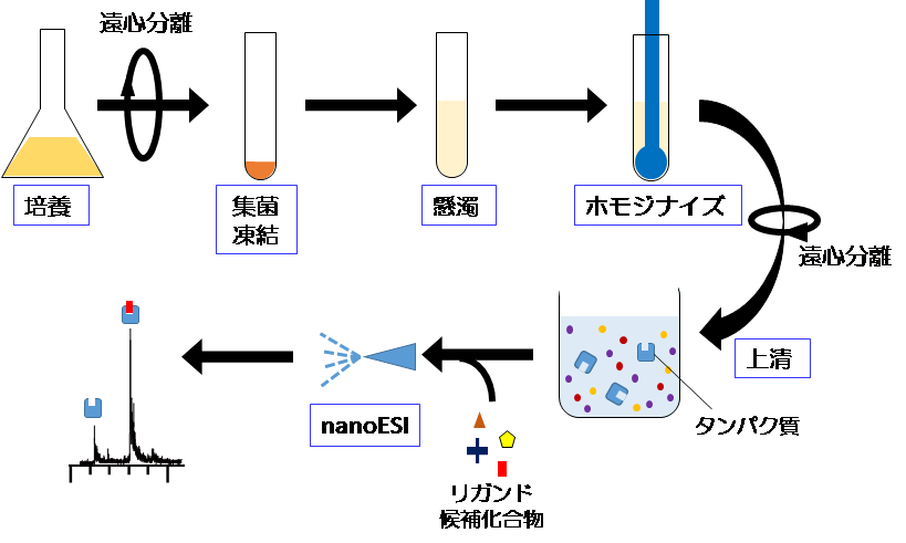 図１.　今回開発した手法の概略　